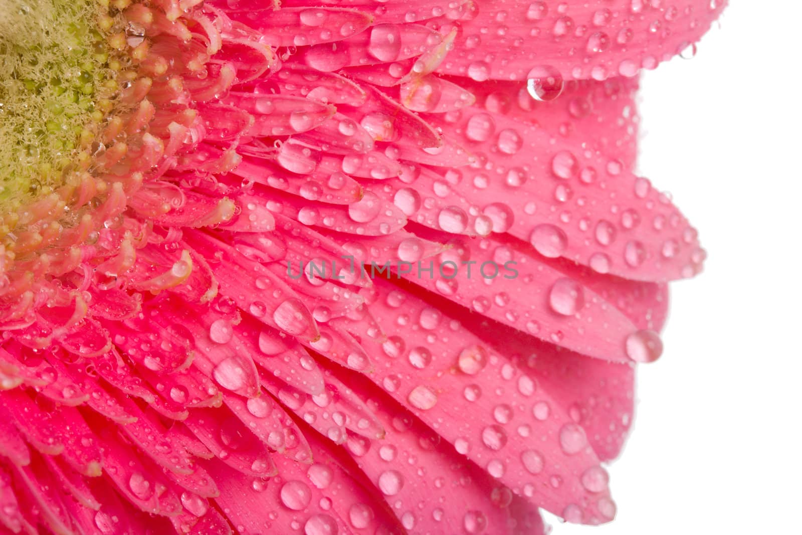 close-up pink gerbera with drops of water, isolated on white