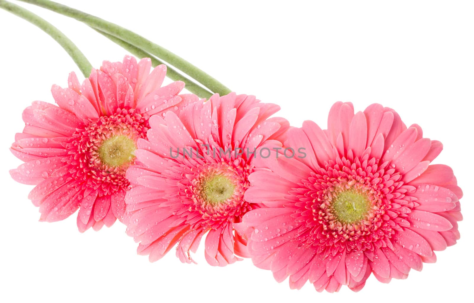 close-up pink gerbera flowers, isolated on white