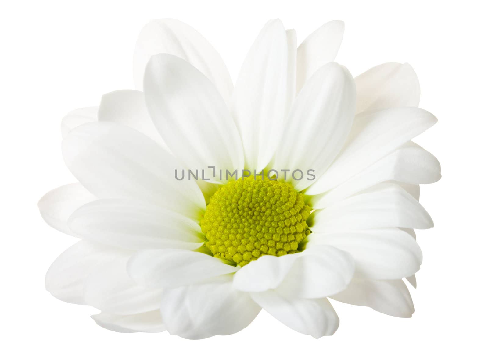 close-up white chrysanthemum, isolated on white