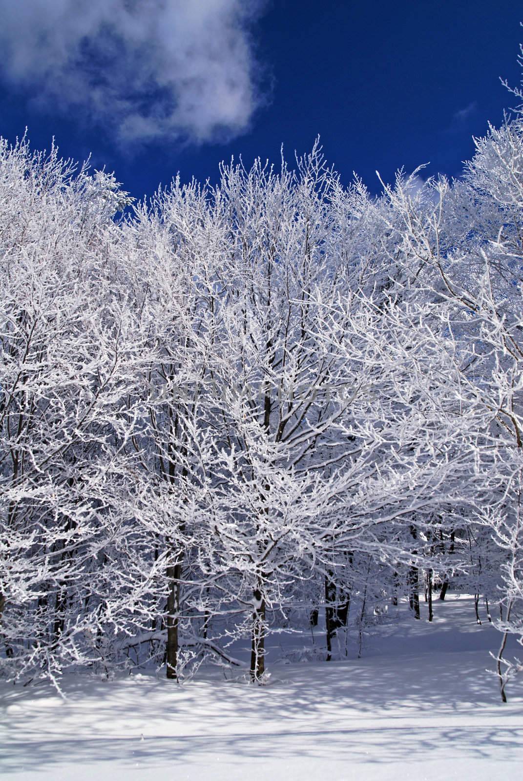 Winter Forest by adamr
