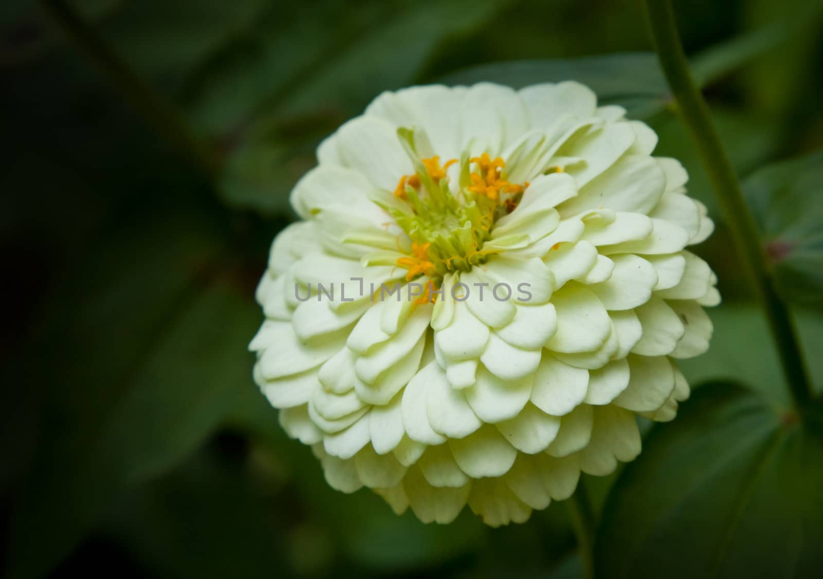 White chrysanthemum blooms under the sunlight.