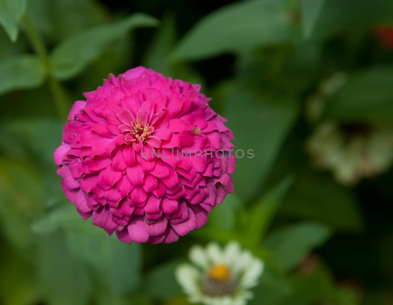 Pink chrysanthemum  by koratmember