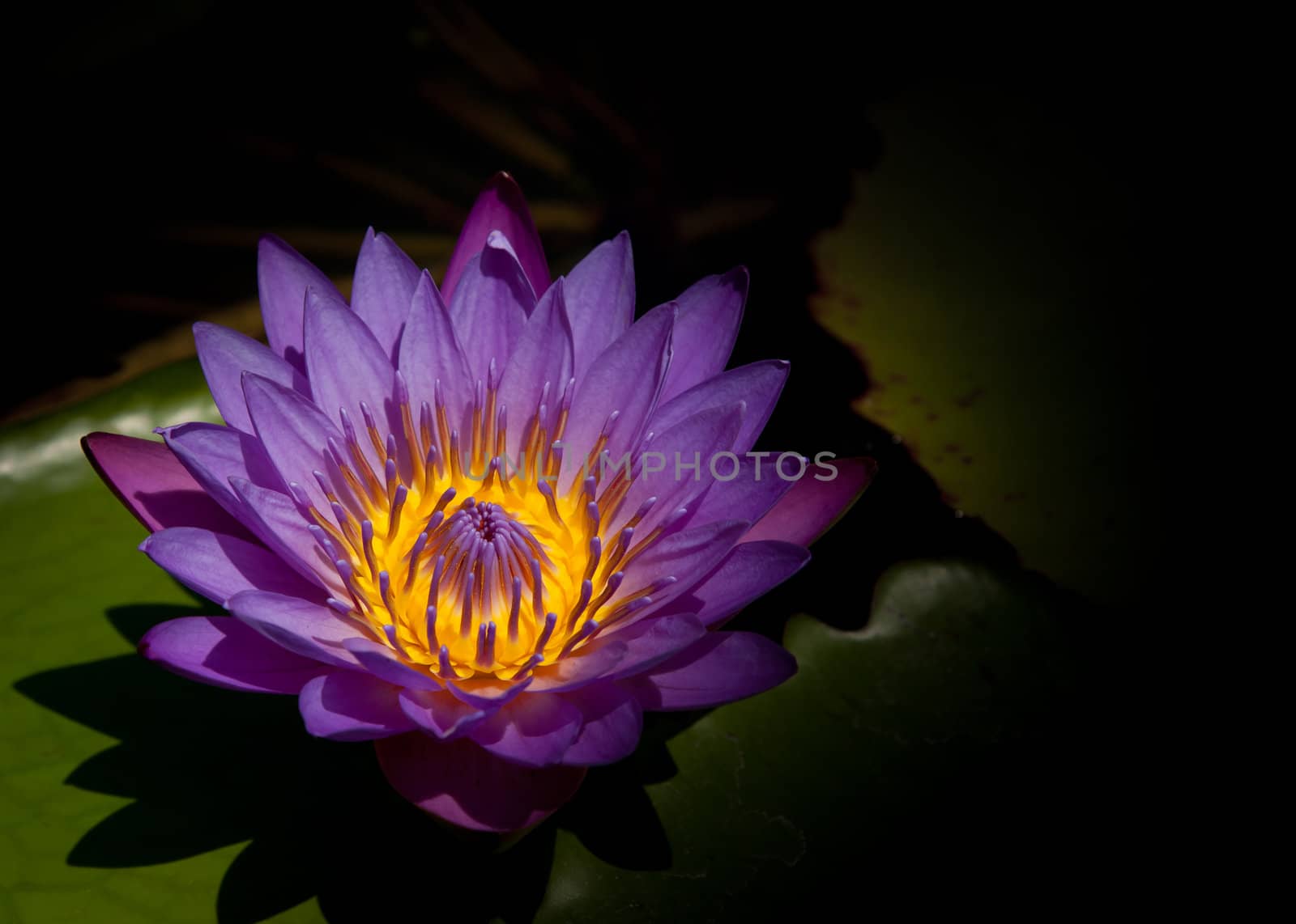 water lilly of Thailand by koratmember