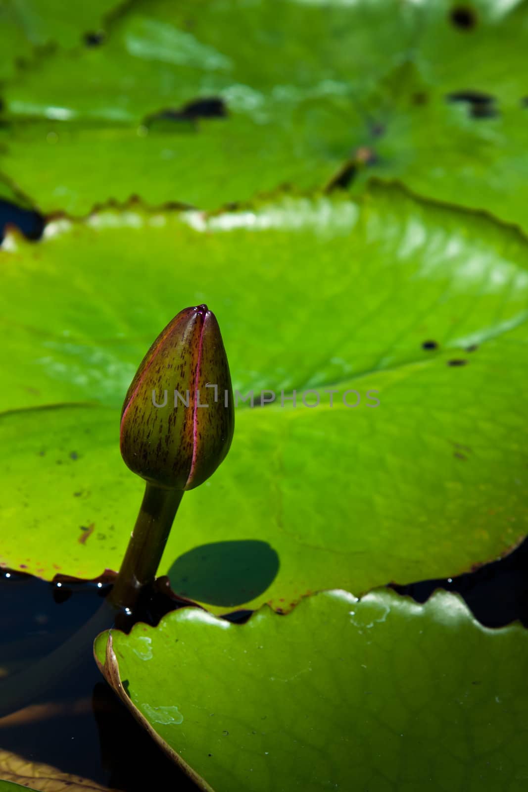 Nymphaea is a genus of aquatic plants in the family Nymphaeaceae. There are about 50 species in the genus, which has a cosmopolitan distribution