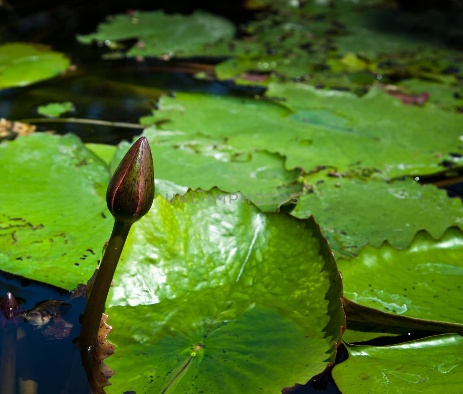water lilly of Thailand by koratmember