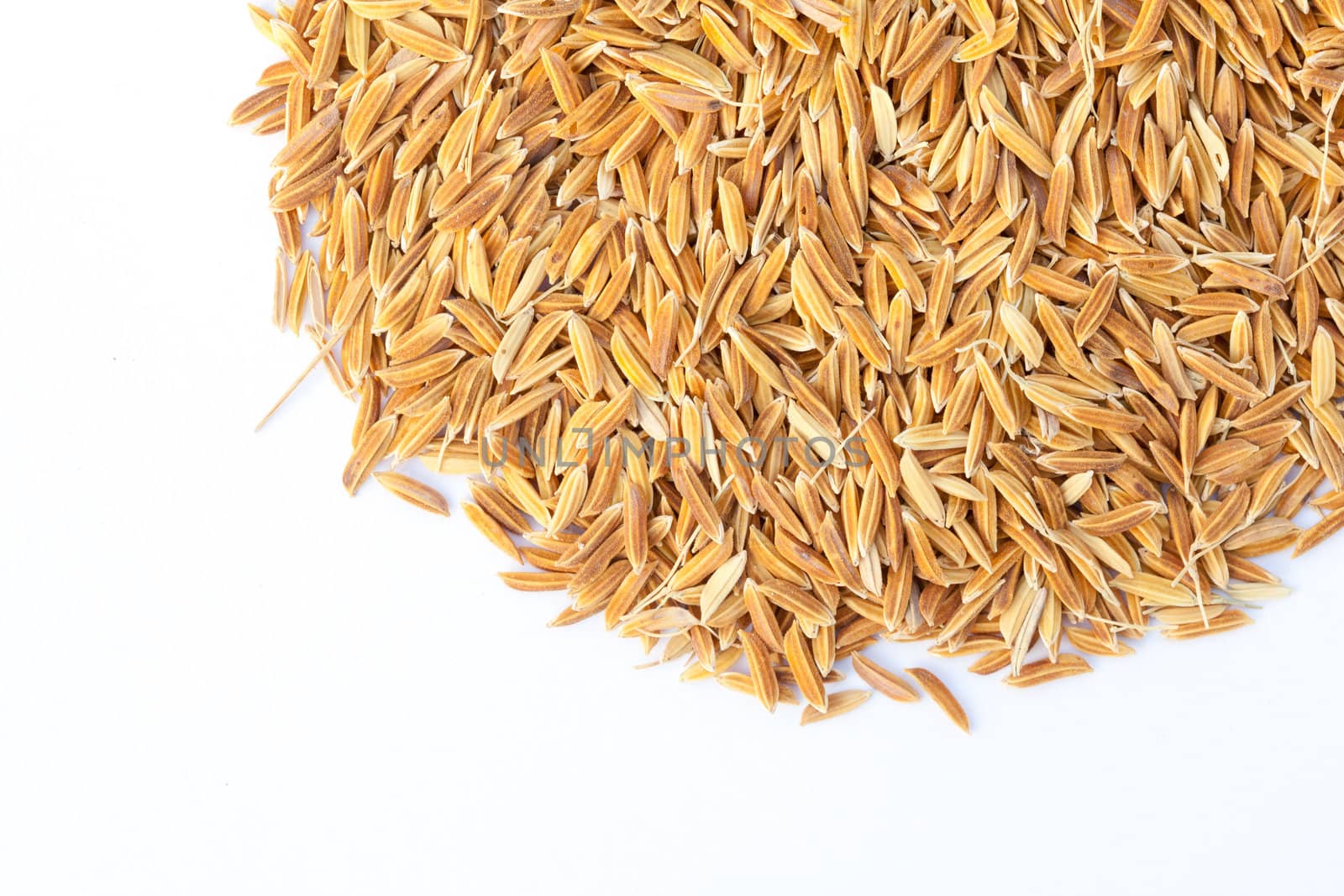 Brown rice paddy isolated on white.