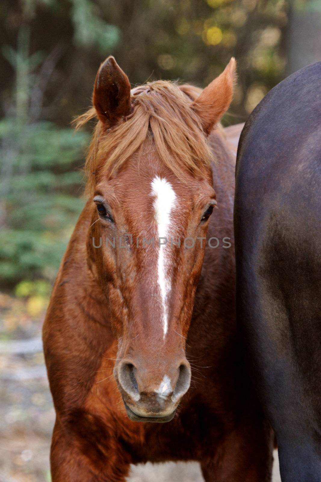 Range horses along British Columbia road