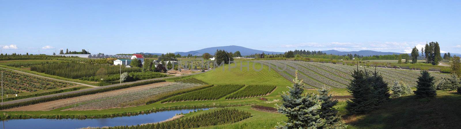 Tree farming agricultural landscape in the NW Oregon state.