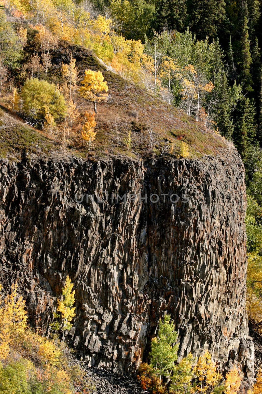 Autumn colored trees on cliff in British Columbia