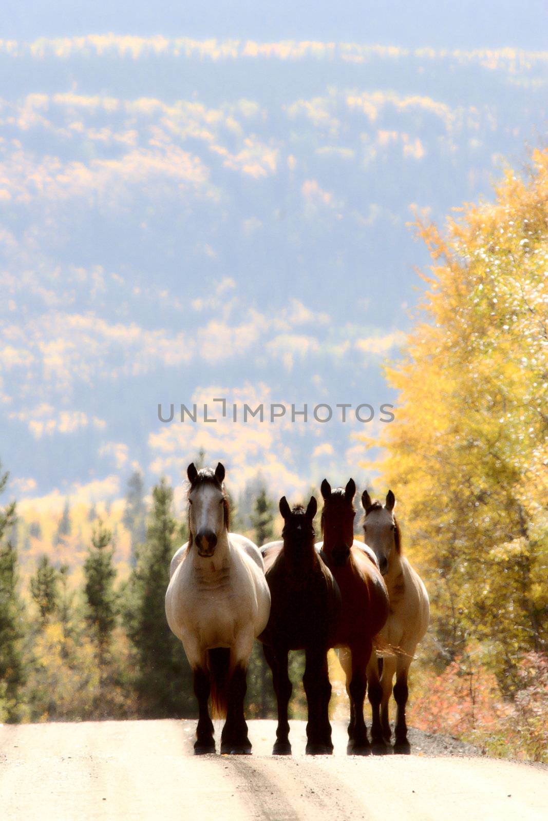 Range horses along British Columbia road