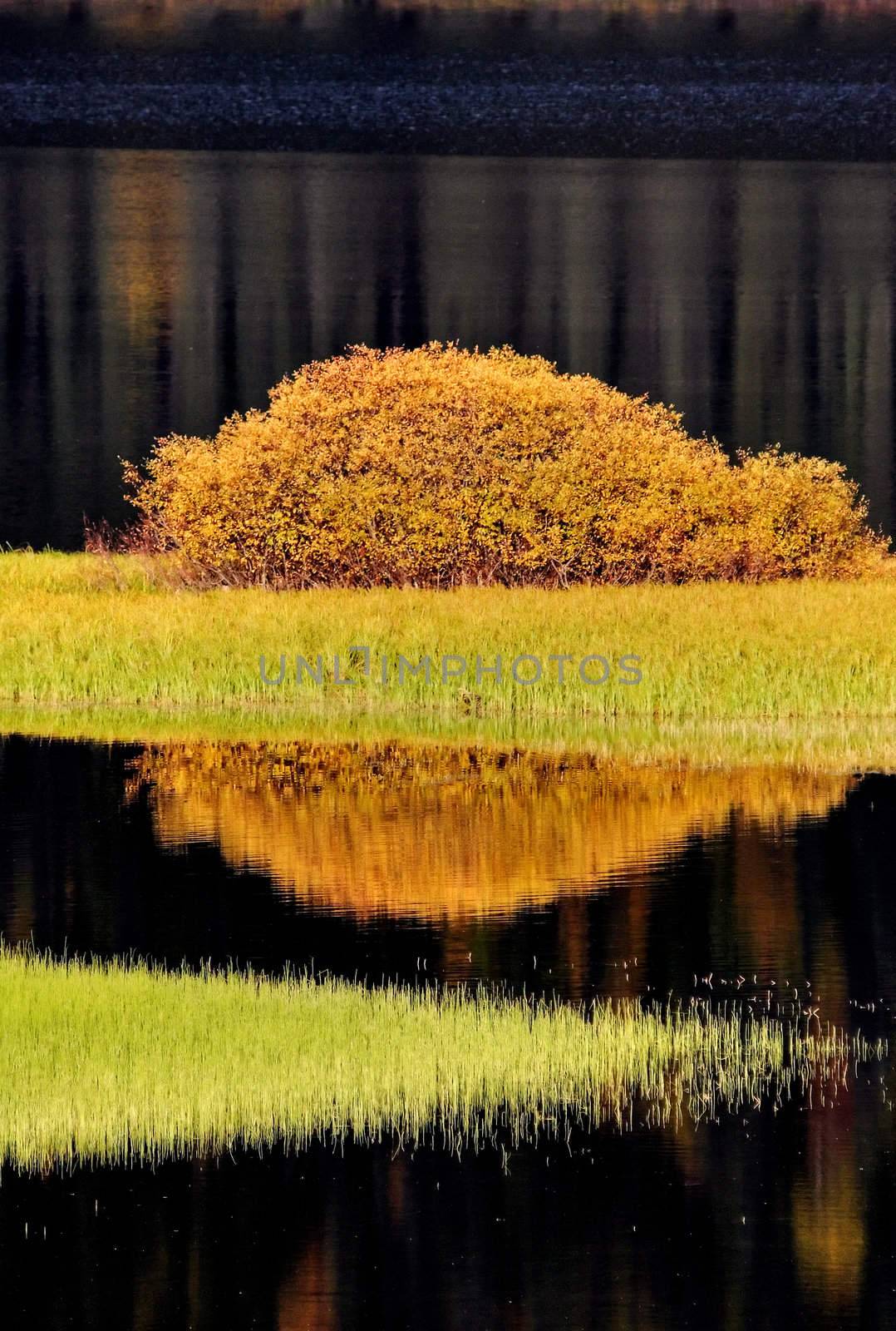 Water reflections in autumn