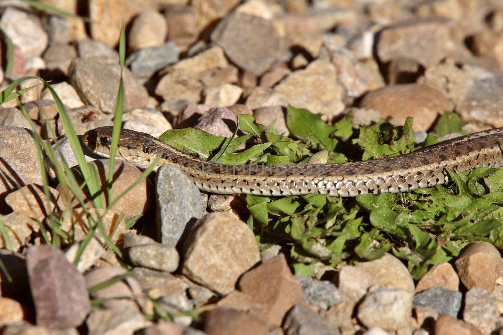Gopher Snake amongst rocks by pictureguy