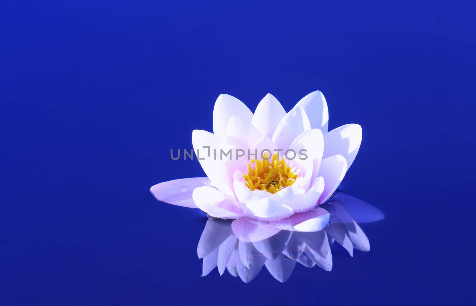 a waterlily on a blue pond