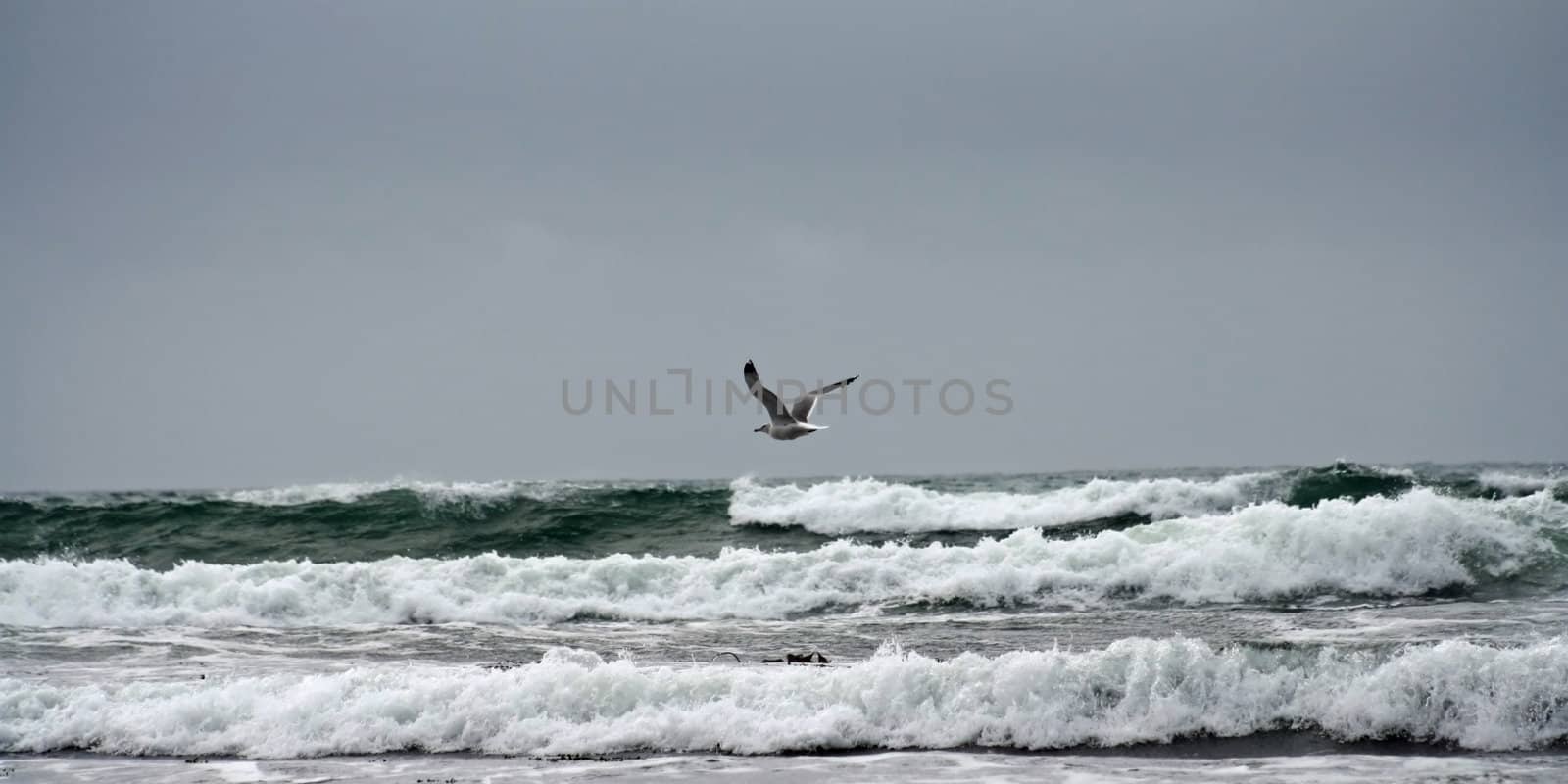 Beach and Seagull in Gualala California