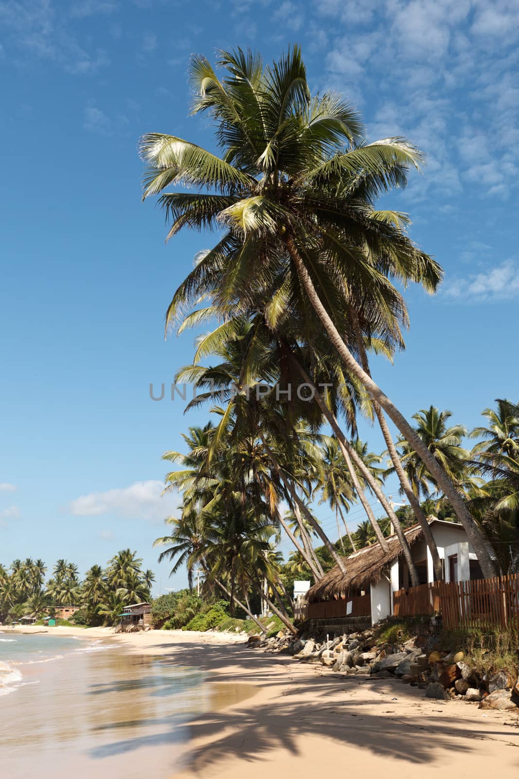 Idyllic beach with palm. Sri Lanka by dimol