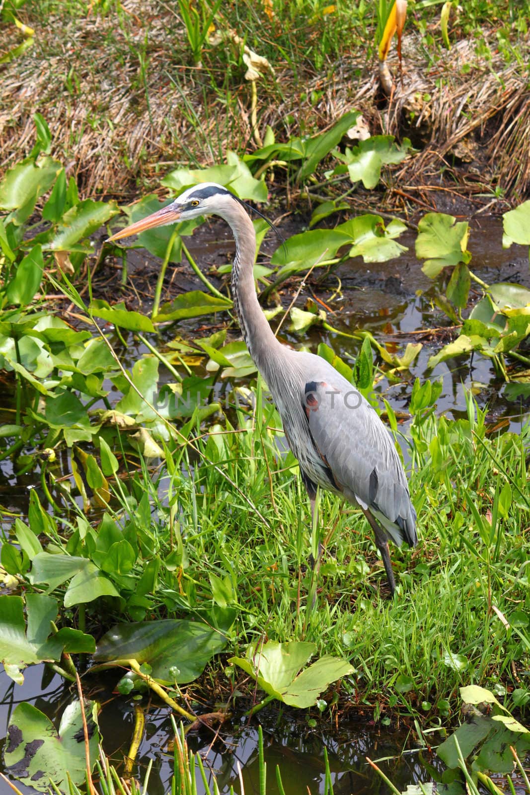 A Great Blue Heron (Ardea herodias) wades through the wetlands of Everglades National Park of Florida.