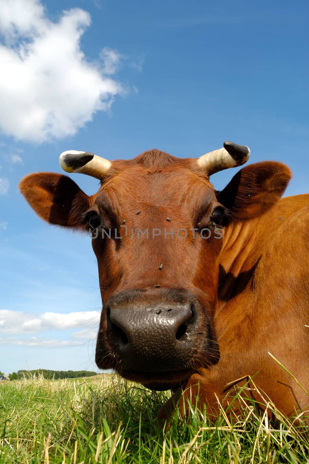 Sweet cow resting on a green field. Close-up.