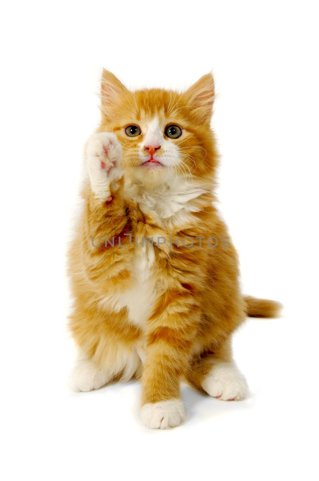 Red cat kitten is sitting on a white background with front leg up.