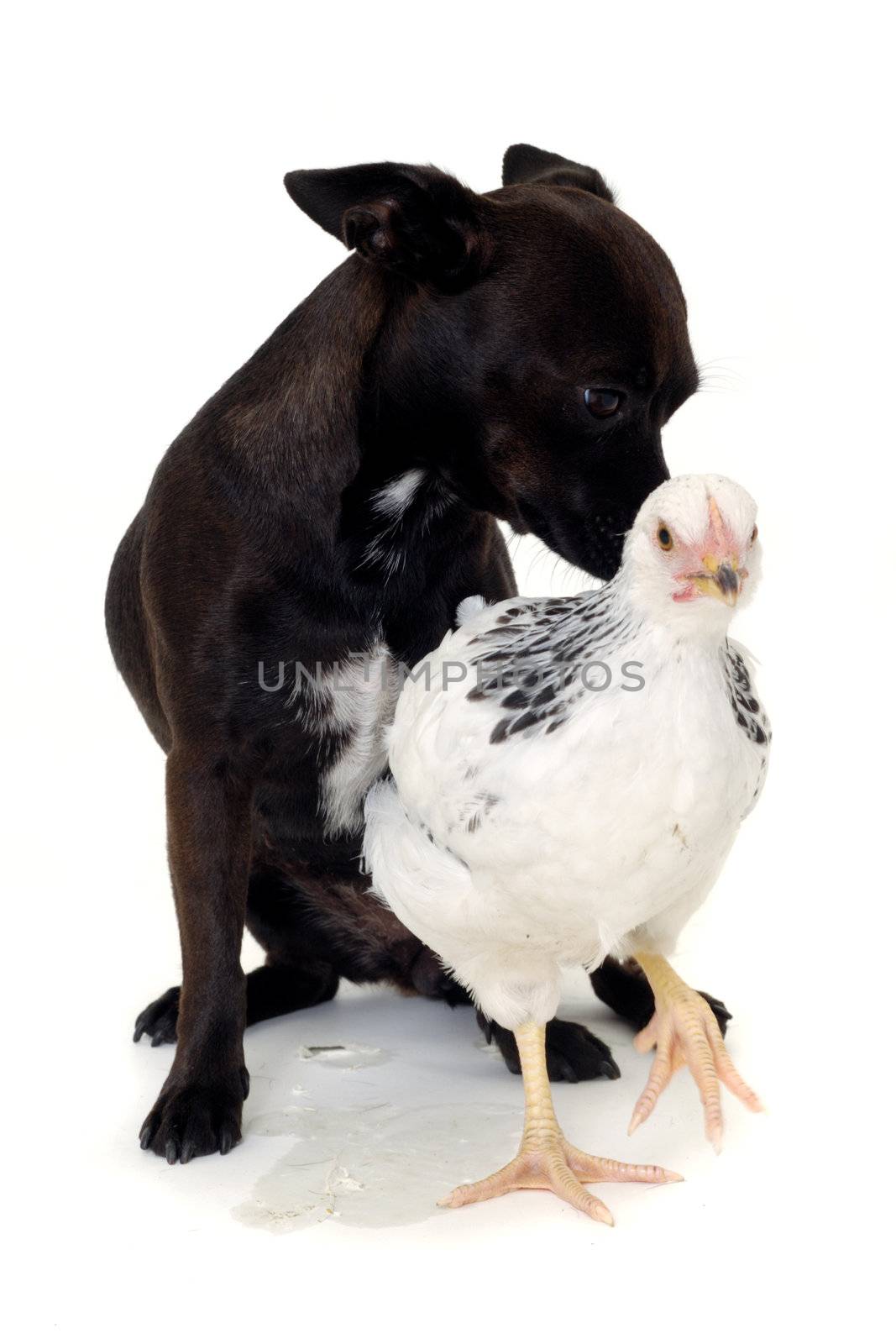 A puppy dog and a chicken. Real shot, not manipulation. The dog is a mix of a chihuahua and a miniature pinscher.