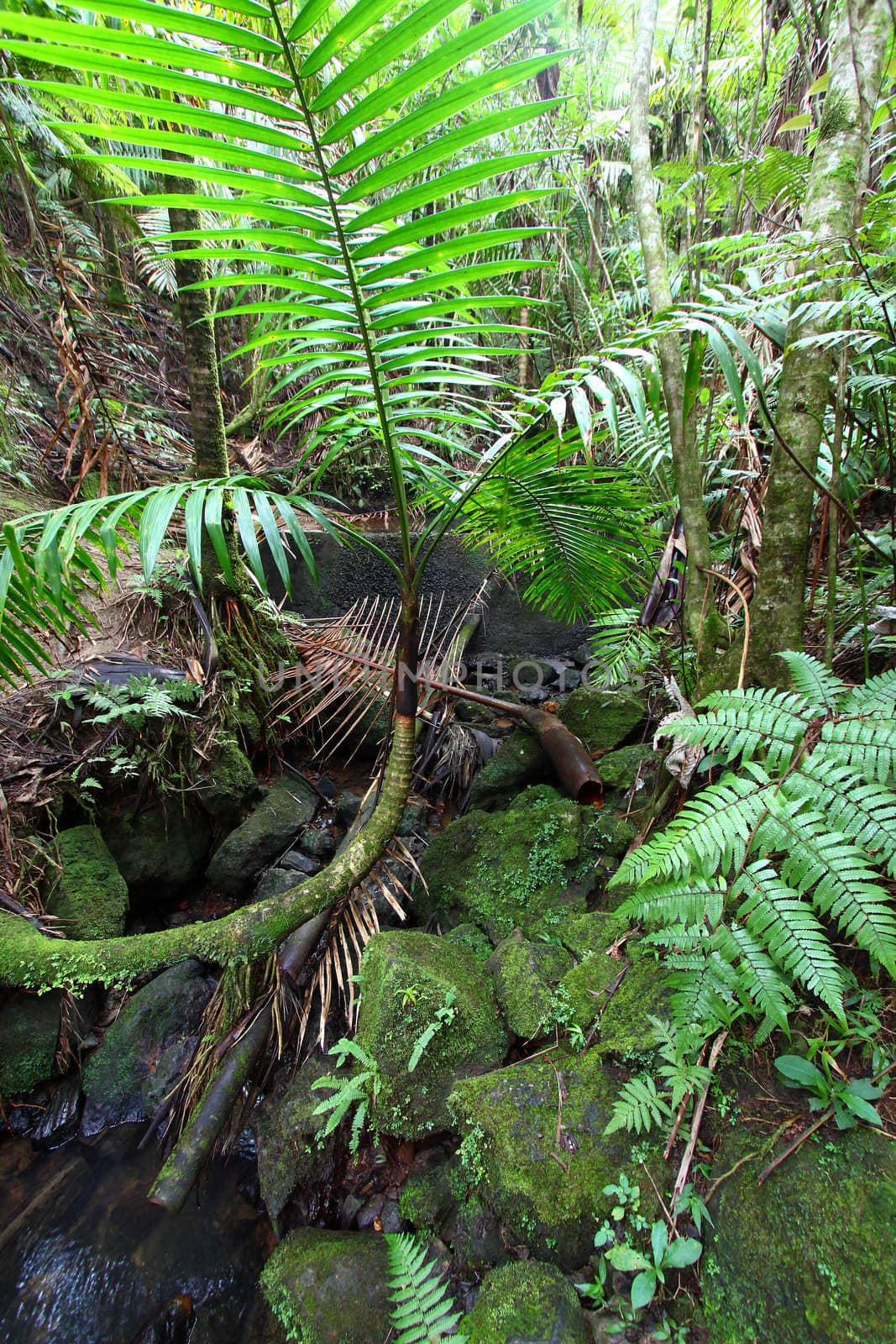 El Yunque National Forest by Wirepec