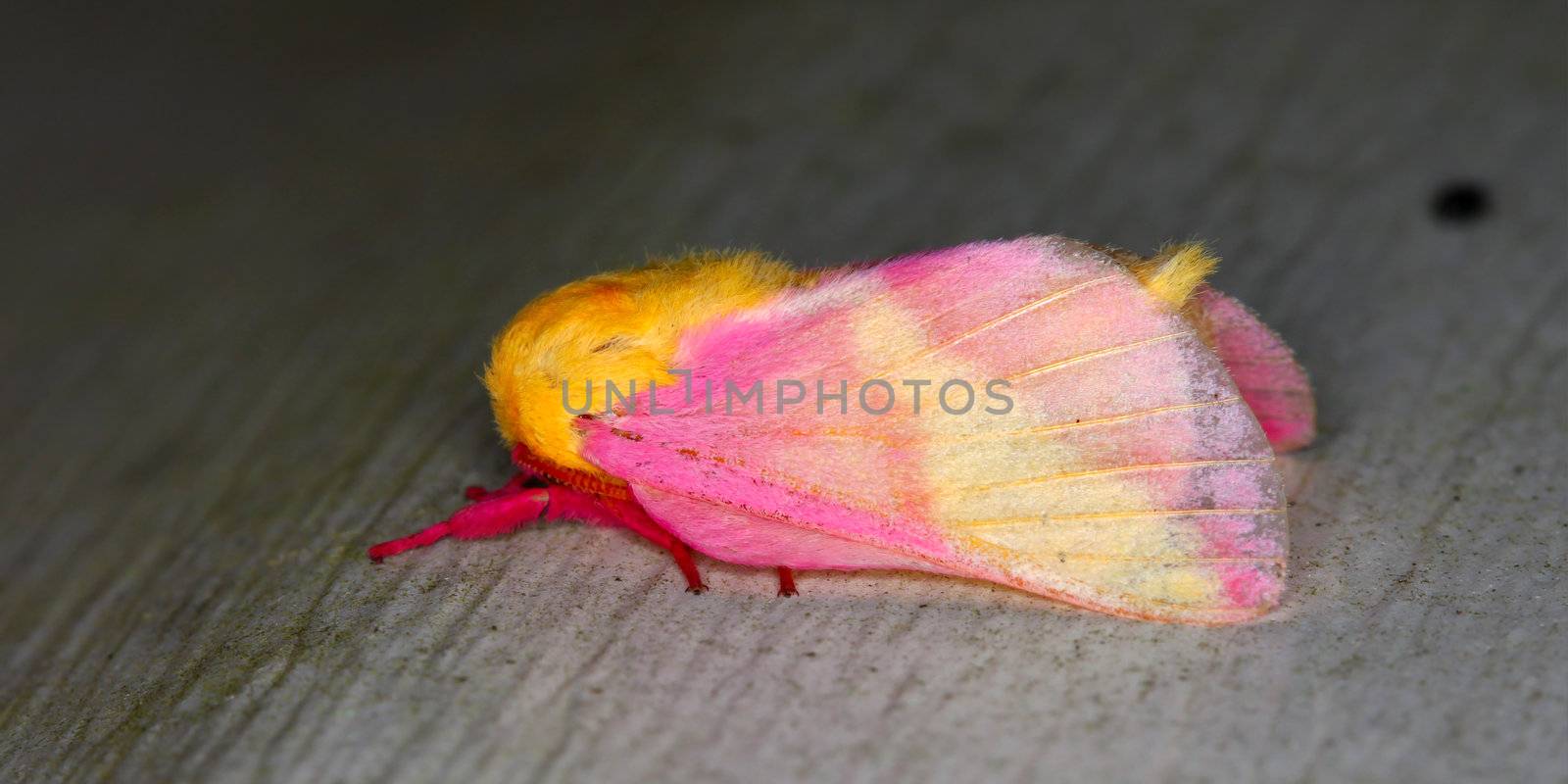 A Rosy Maple Moth (Dryocampa rubicunda) sits on a wall in central Florida.