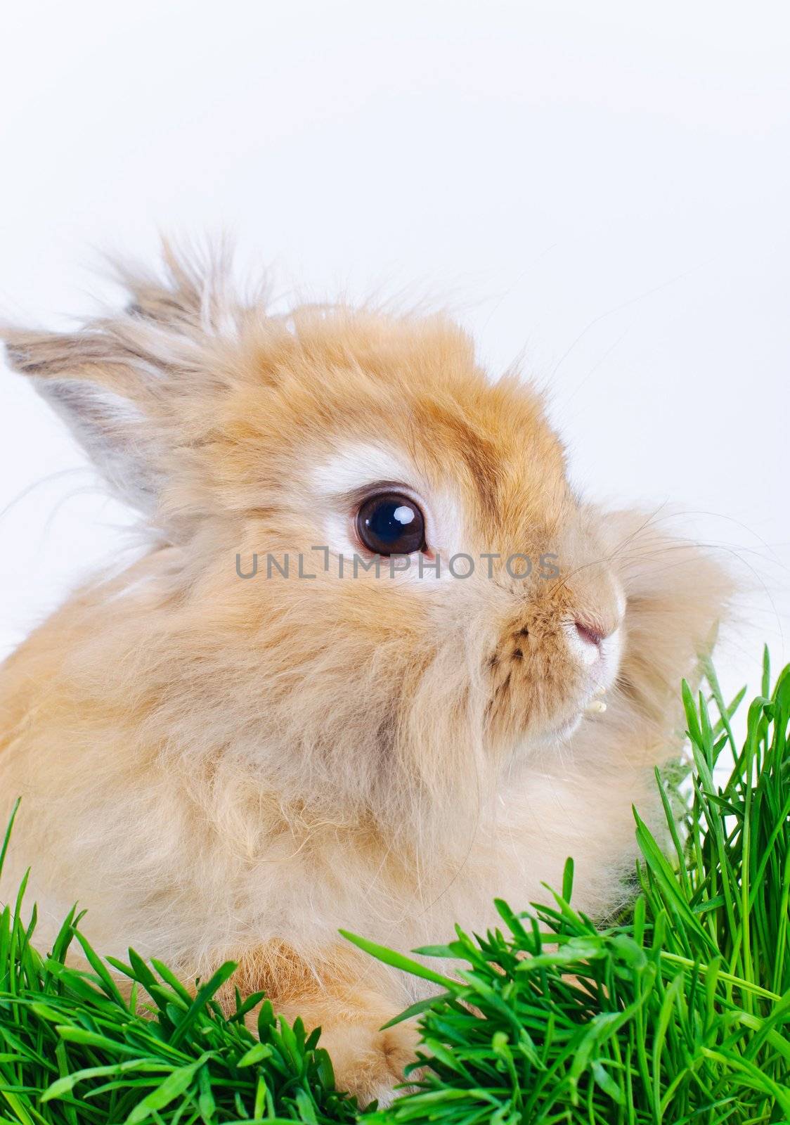Easter Bunny. Cute rabbit sitting on green grass. In studio