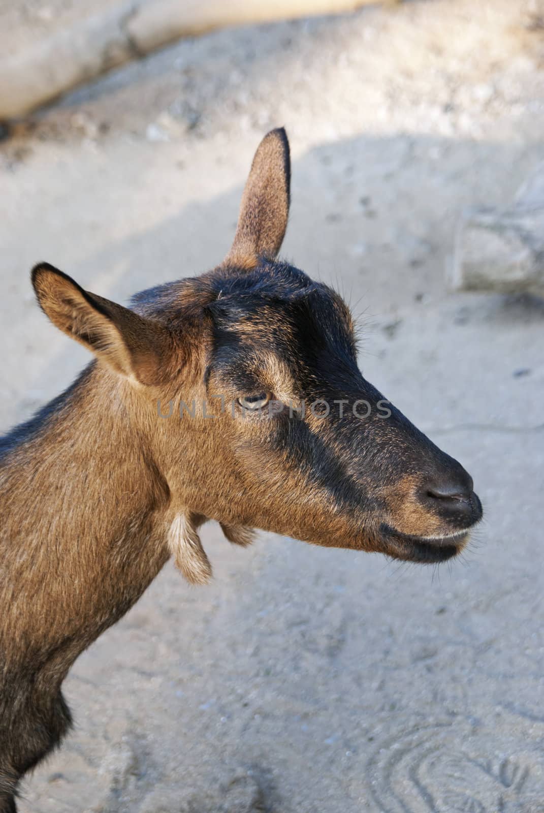 Close up of a goat looking into the camera
