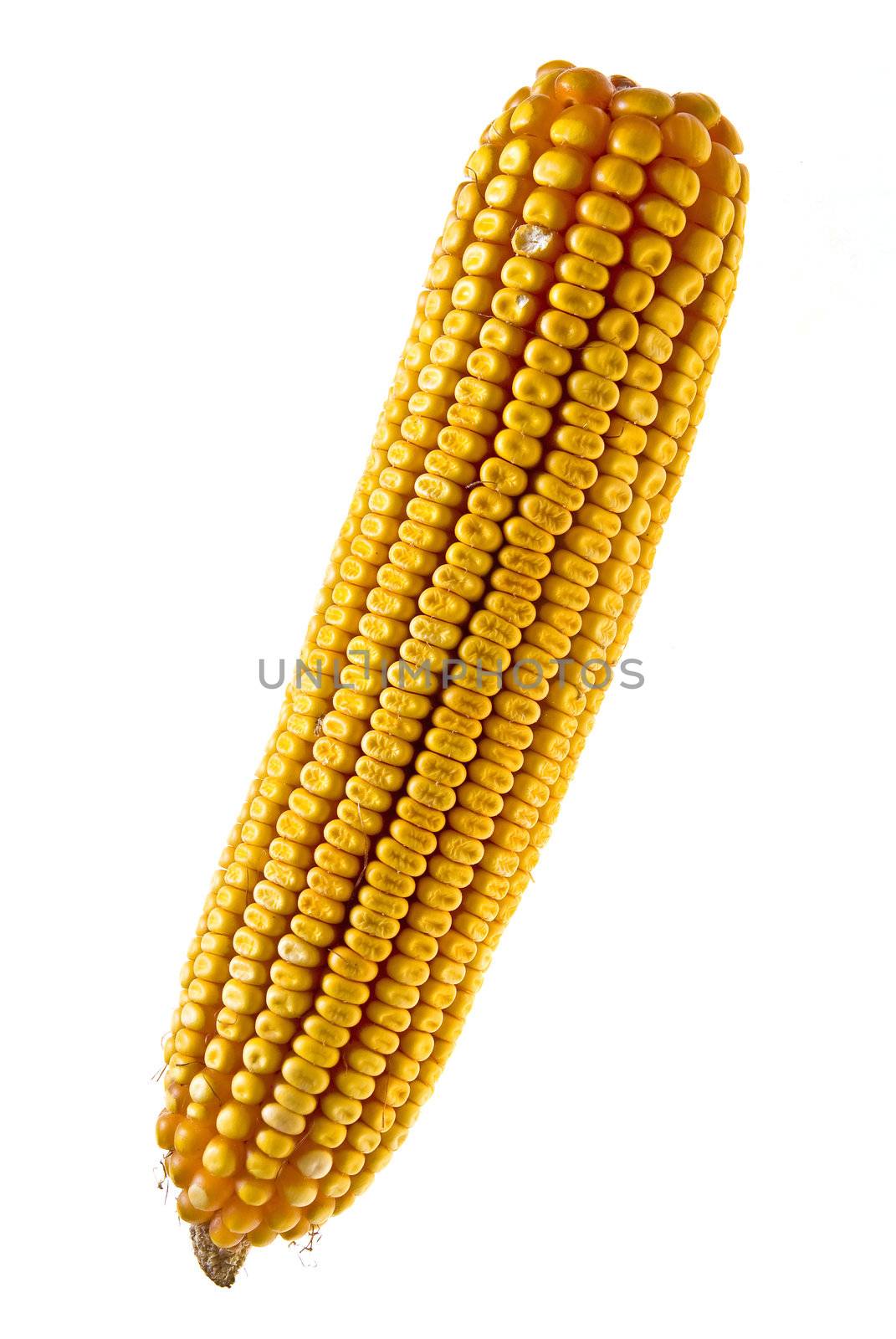 Yellow Corncob isolated on white