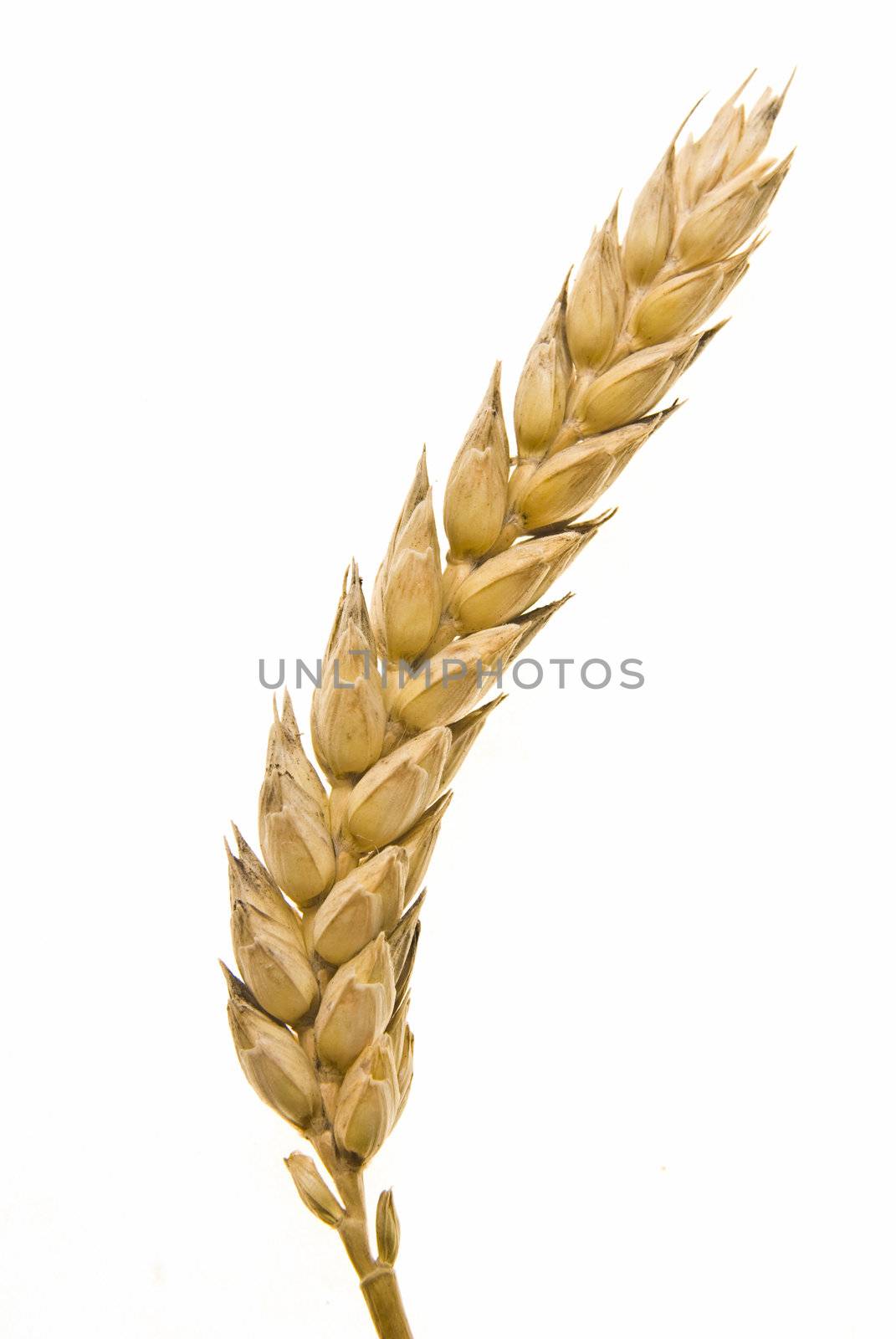 Wheat on white by adamr