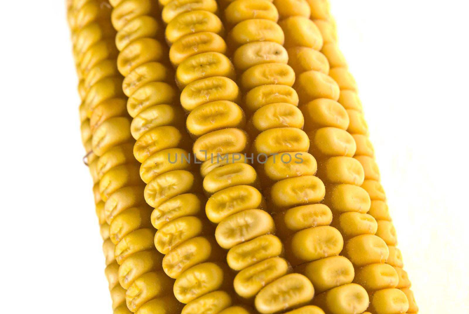 Corn Corncob by adamr