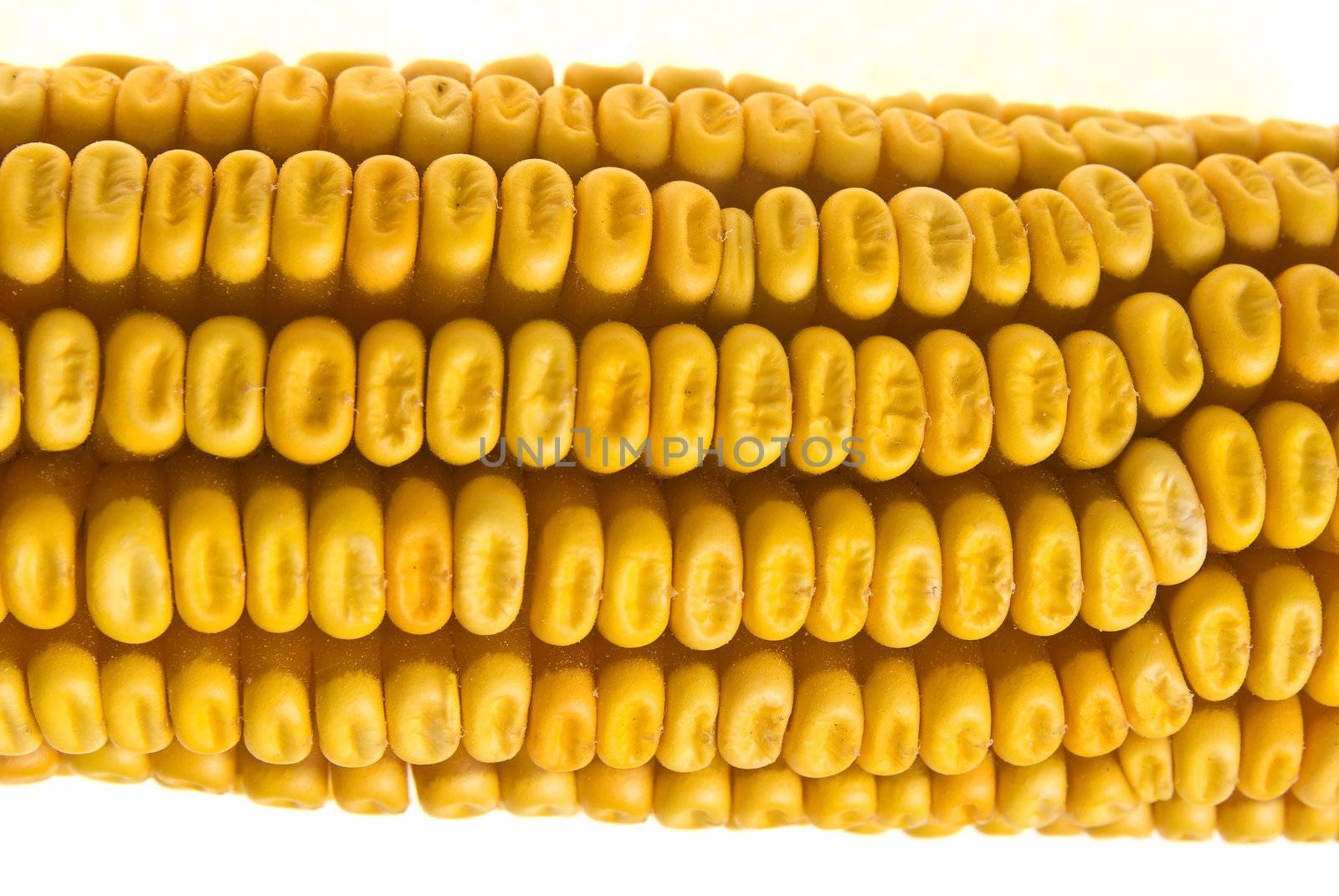 Corn Corncob by adamr