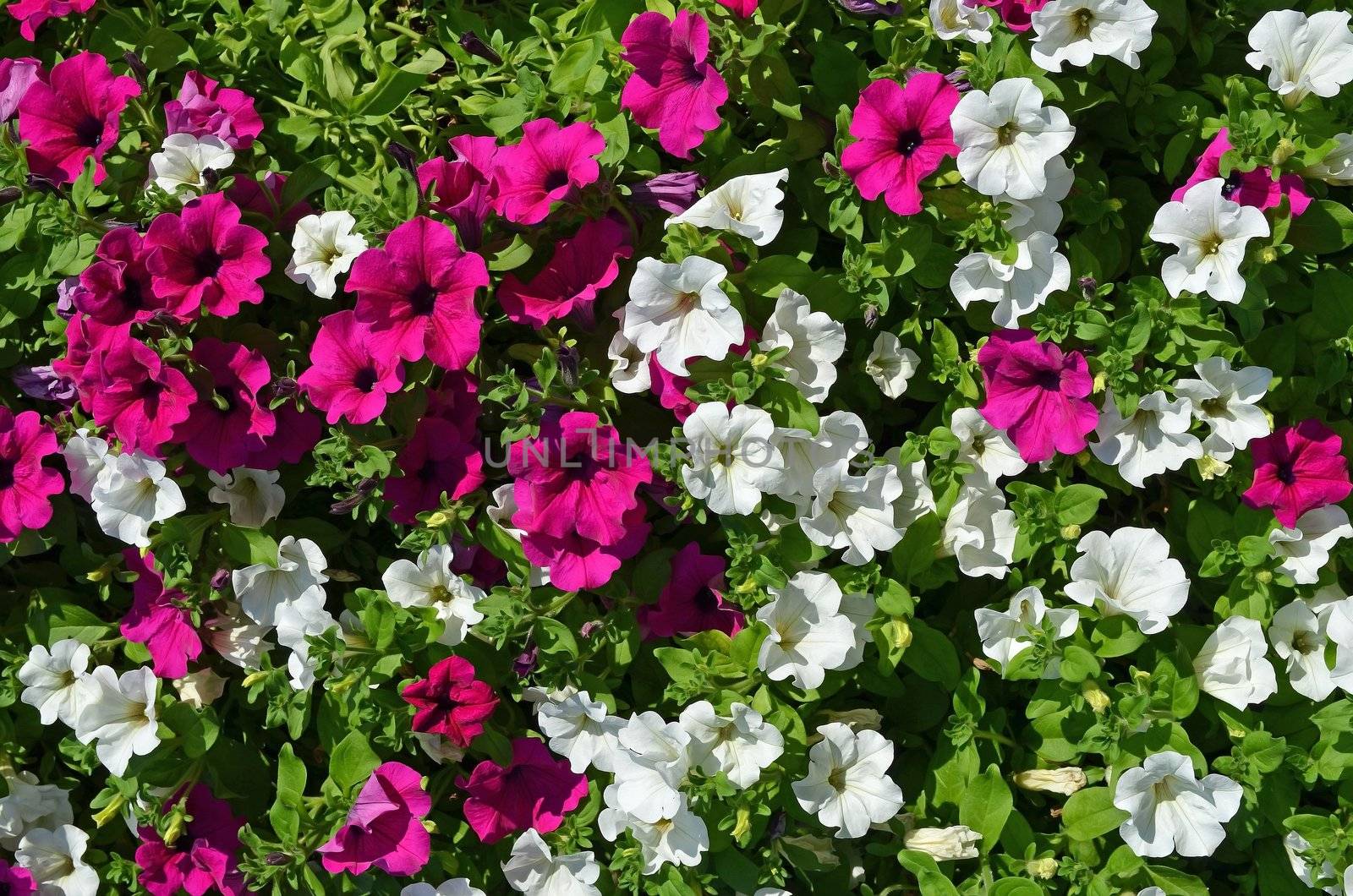 White and purple Petunias and leaves