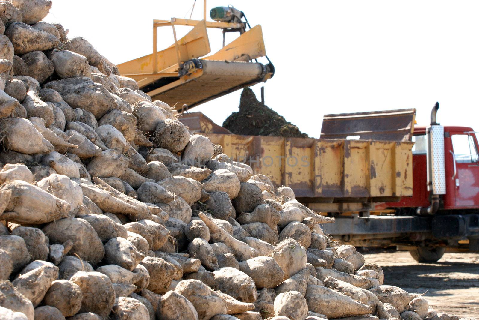 Harvesting sugar beets