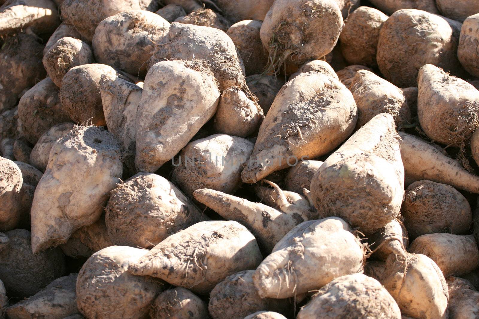 Close up of sugar beets during harvest