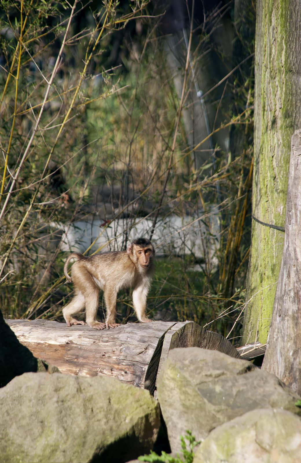 Monkey standing on the log and looking into the camera