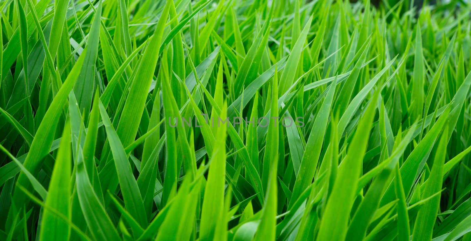 green grass