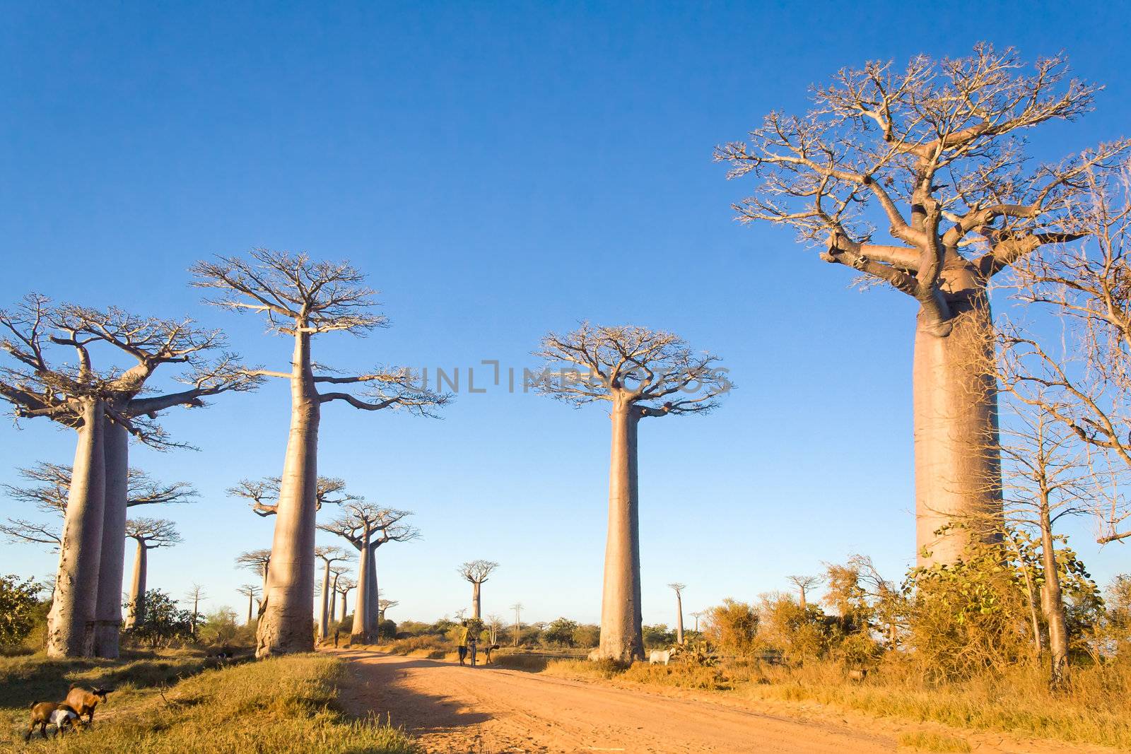 Baobabs trees from Madagascar in the savannah of Madagascar