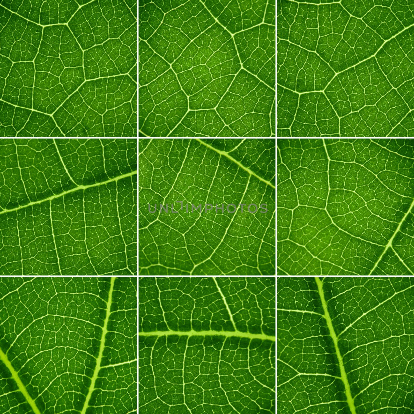 Green backgrounds set. Oak leaf closeup, super macro. by pashabo