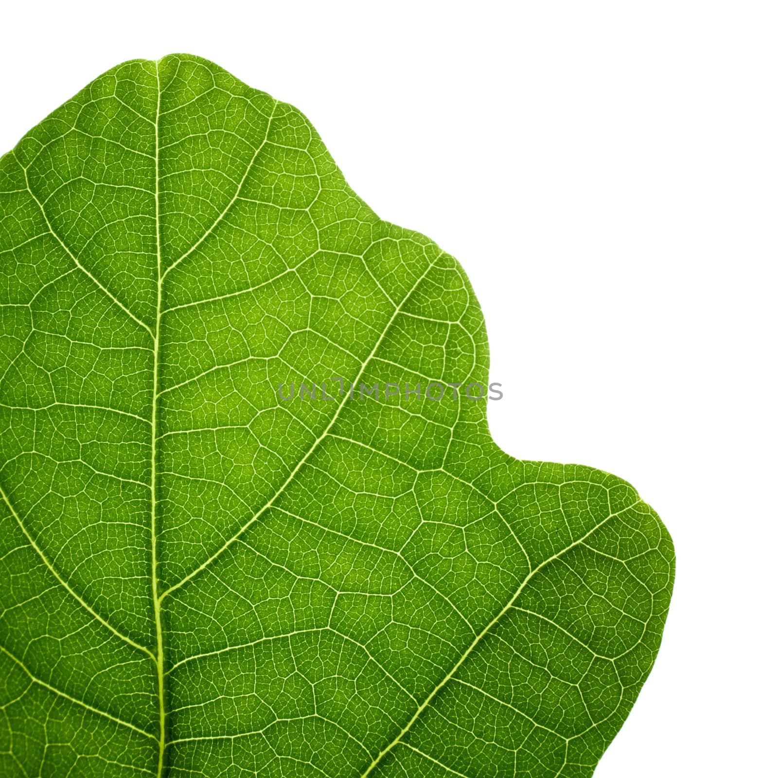Green oak leaf. Closeup, isolated. by pashabo