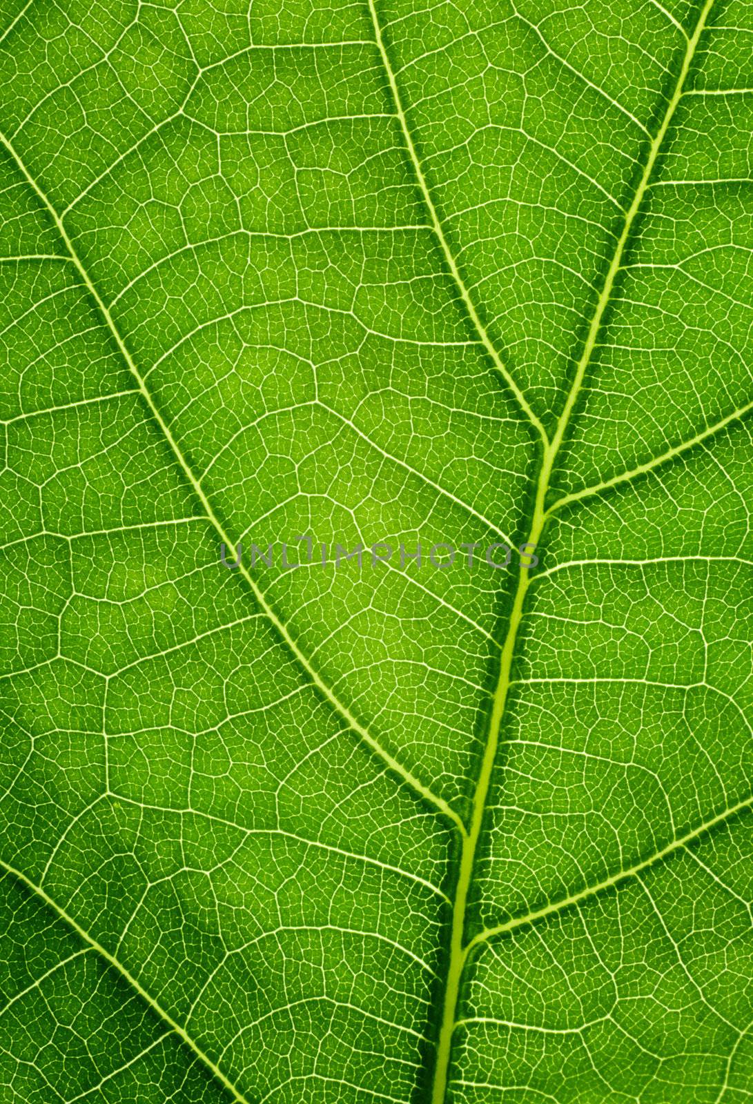 Green background. Oak leaf texture closeup.