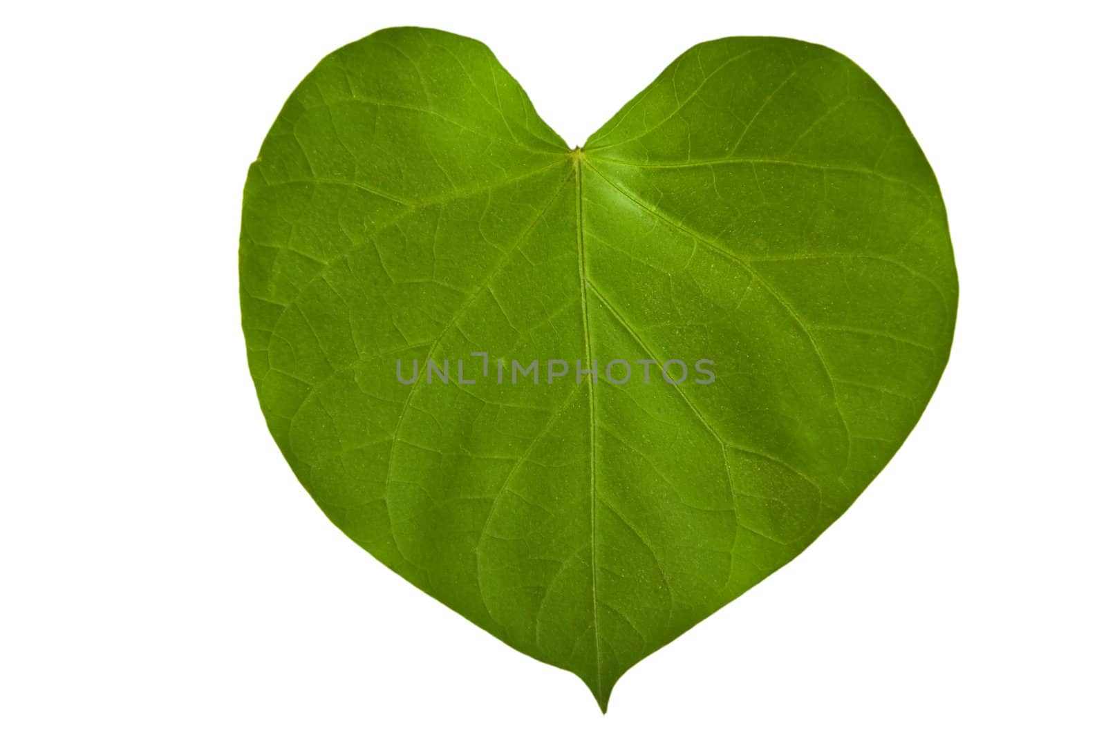 A heart shaped green leaf, symbolizing love for the environment