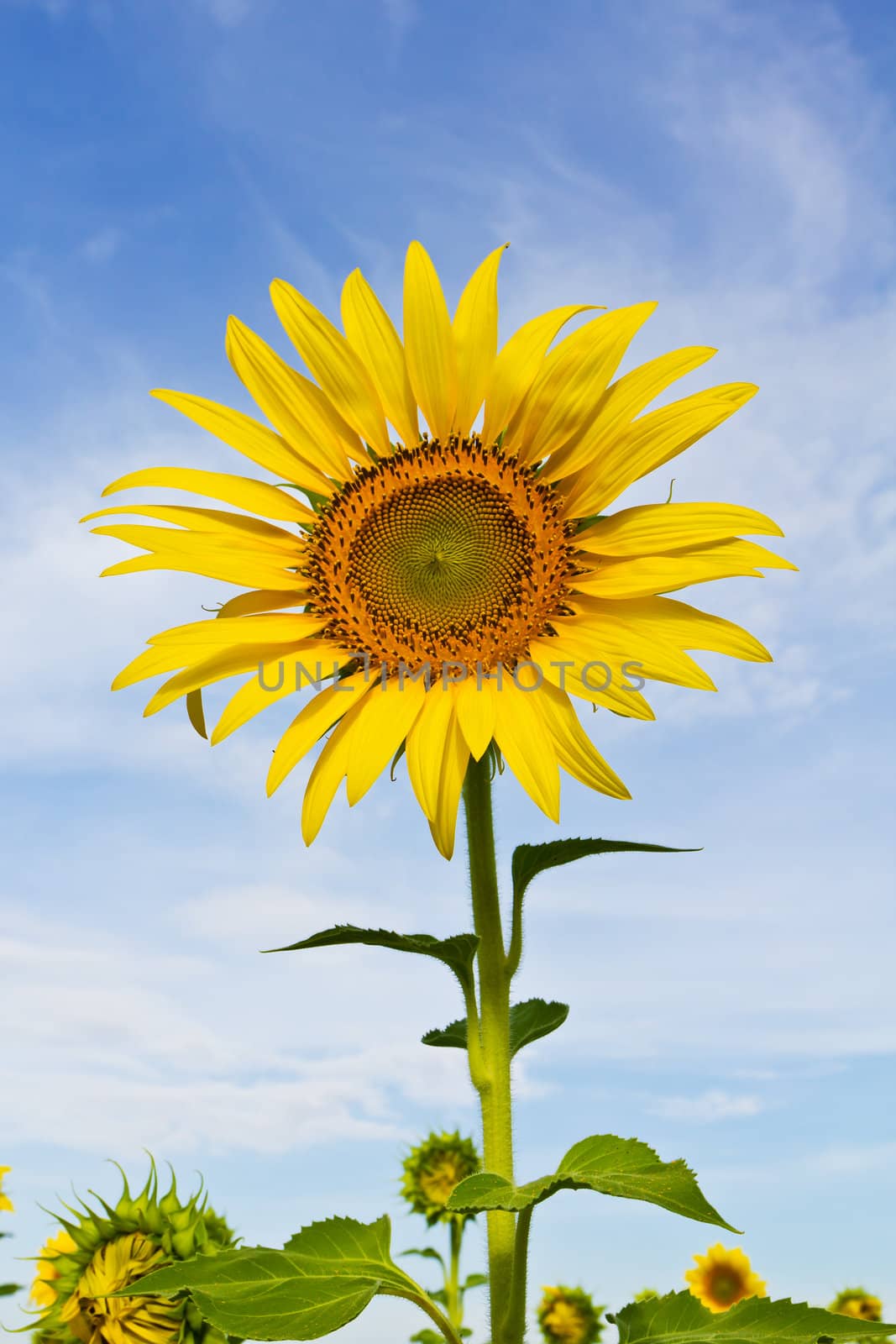 Beautiful yellow Sunflower by stoonn