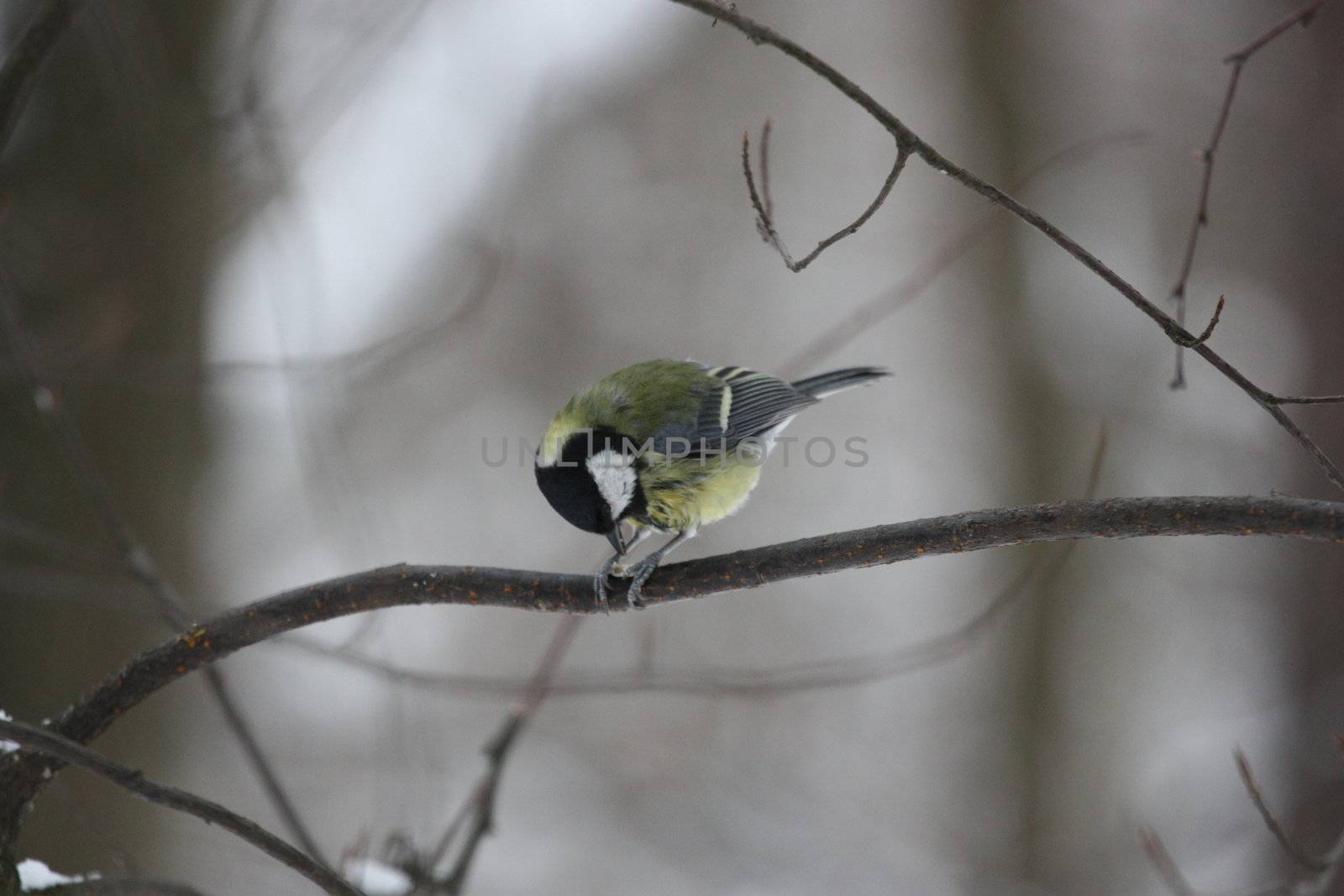 Close up of a Great Tit Bird.