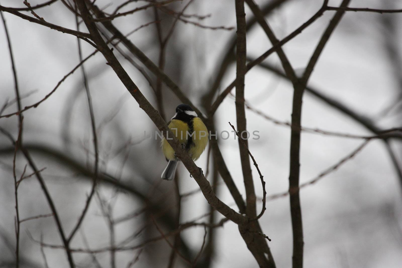 Close up of a Great Tit Bird.