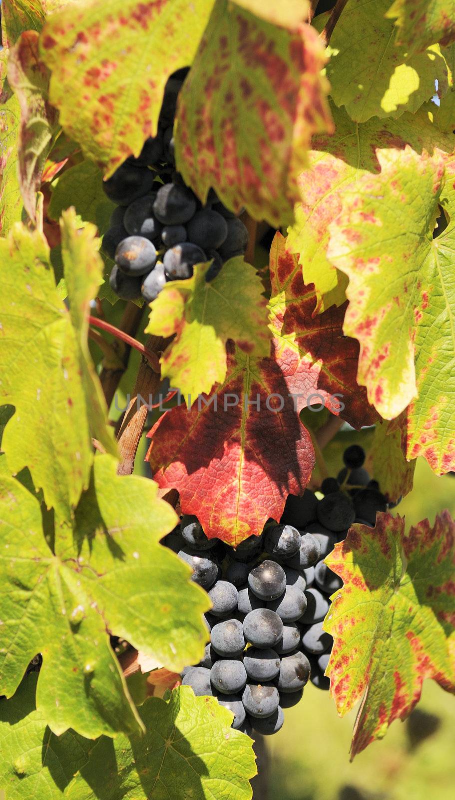 red grapes in a vineyard  by ventdusud