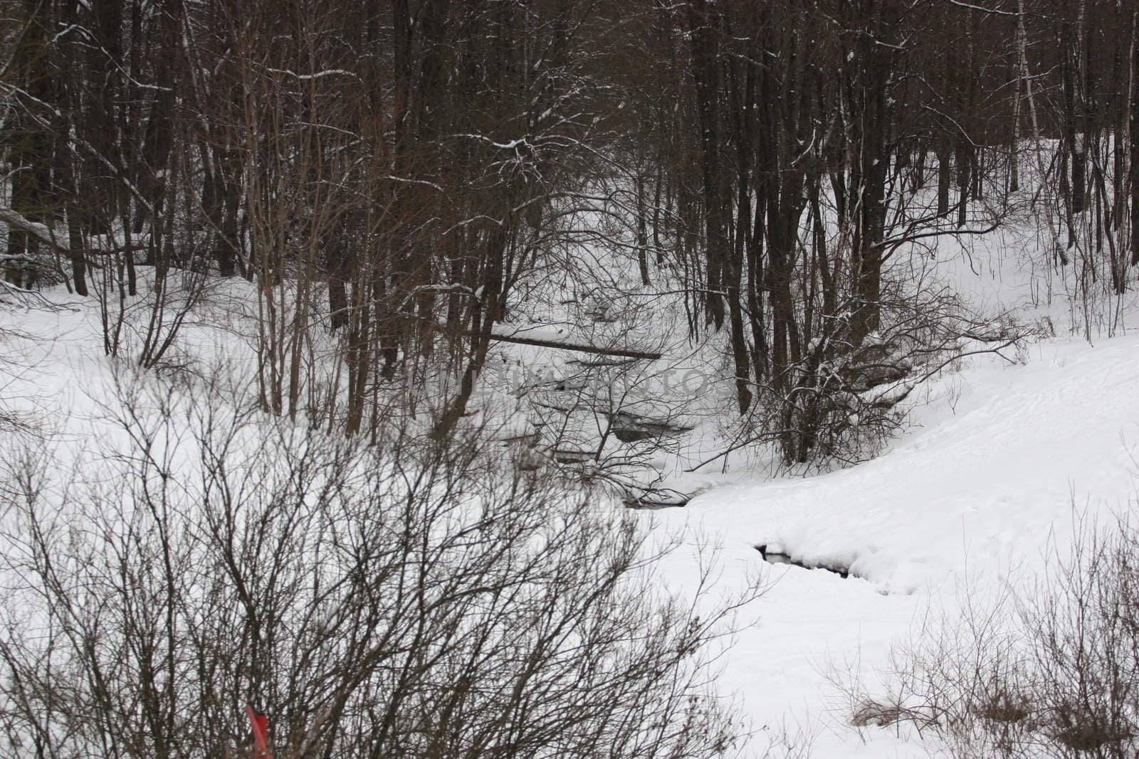 Trees in Winter covered in snow.