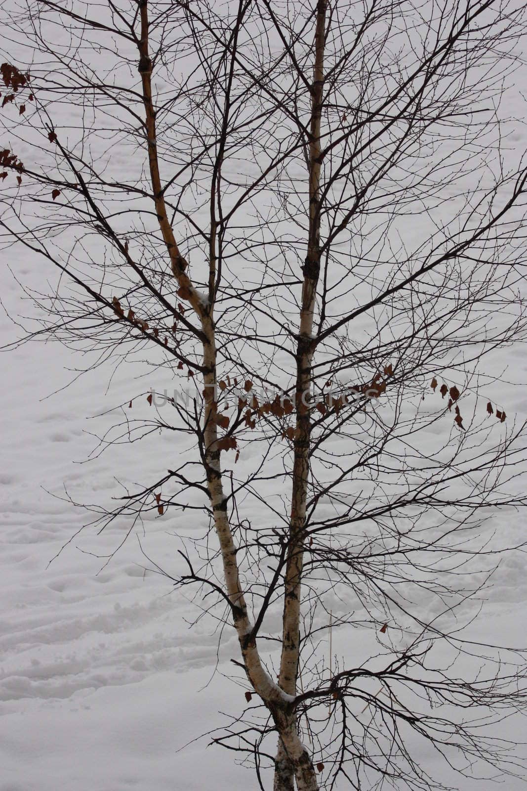 Trees in Winter covered in snow.