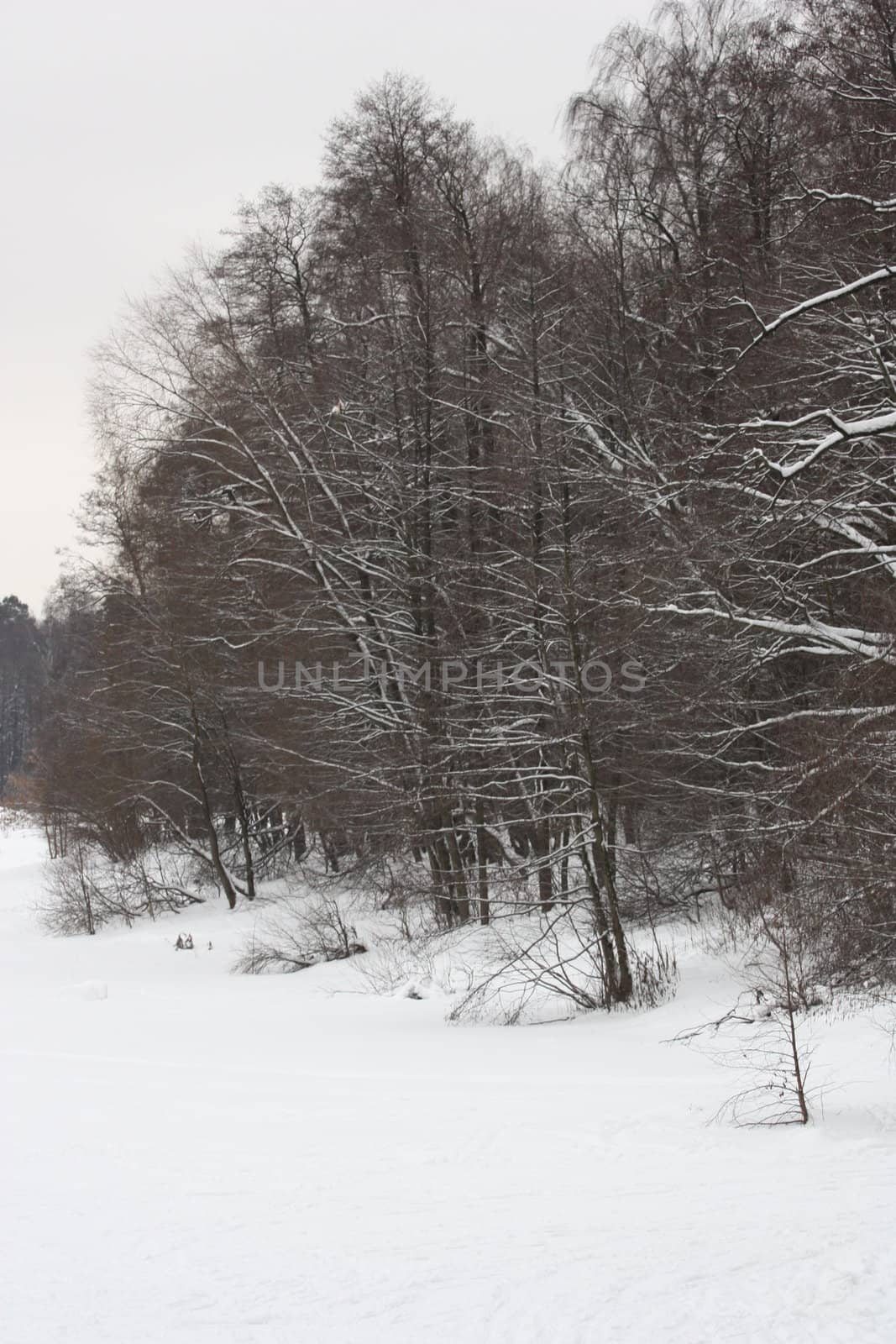 Trees in Winter covered in snow.