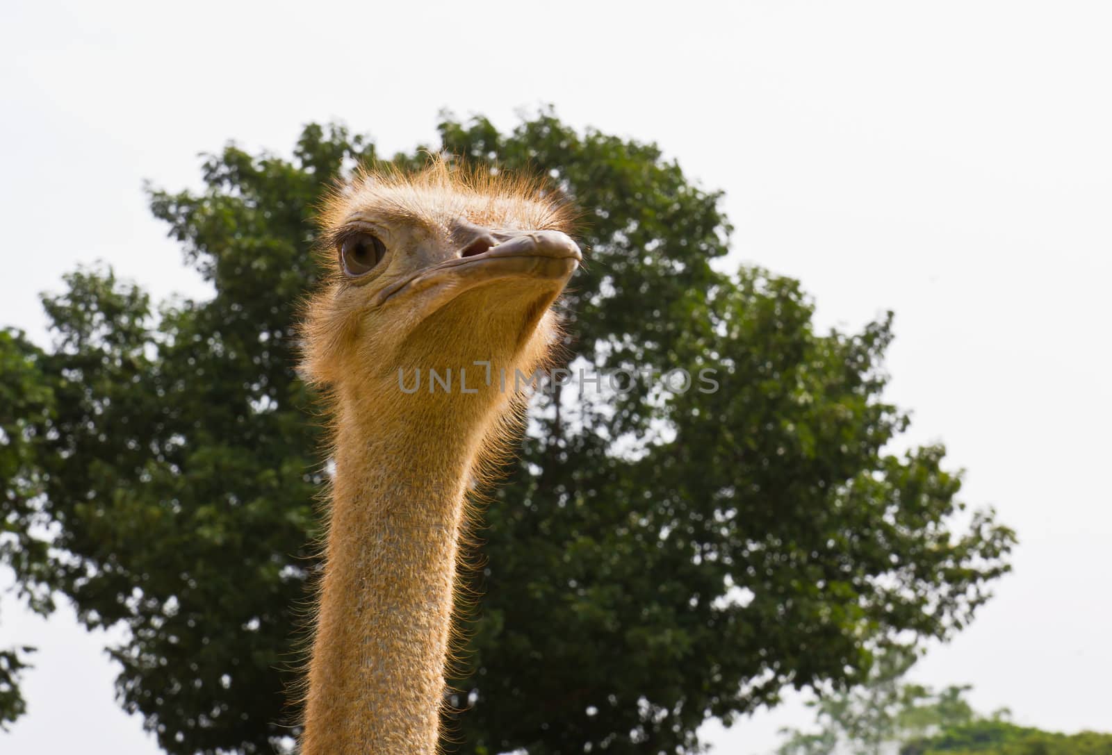 Closeup ostrich in the zoo,Thailand