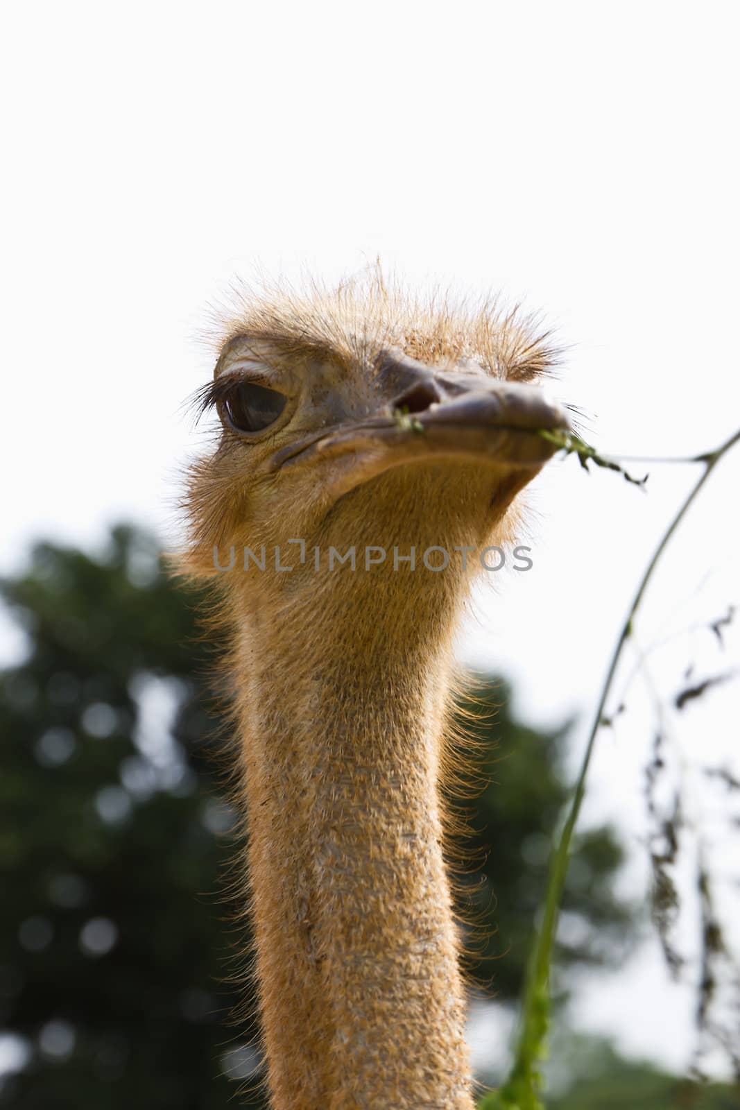 Closeup ostrich in the zoo,Thailand